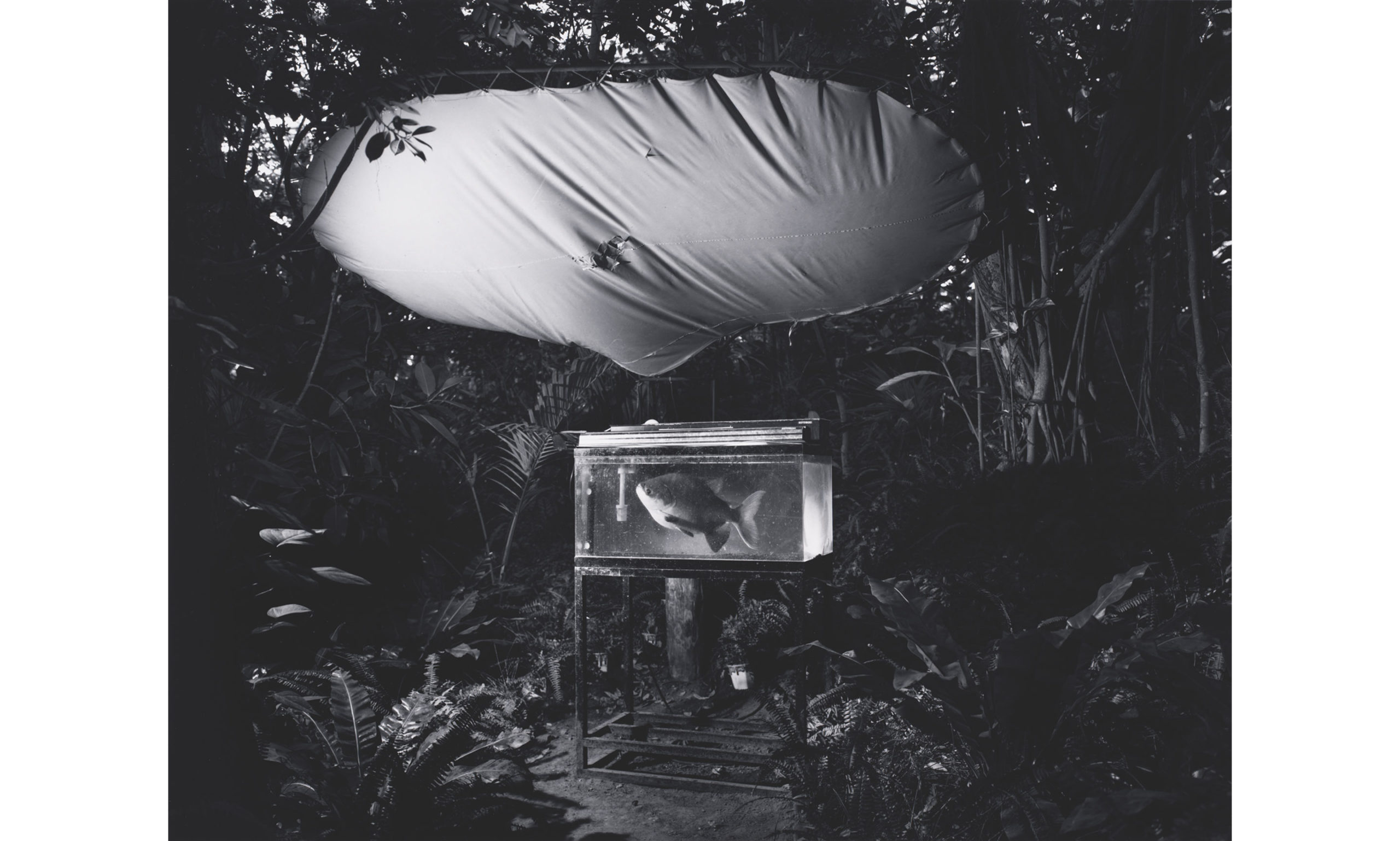 Kozo Miyoshi, Irouzaki, 1988. Gelatin silver print. Center for Creative Photography, University of Arizona: Purchase, with matching funds from Hitachi America, Ltd. © Kozo Miyoshi.