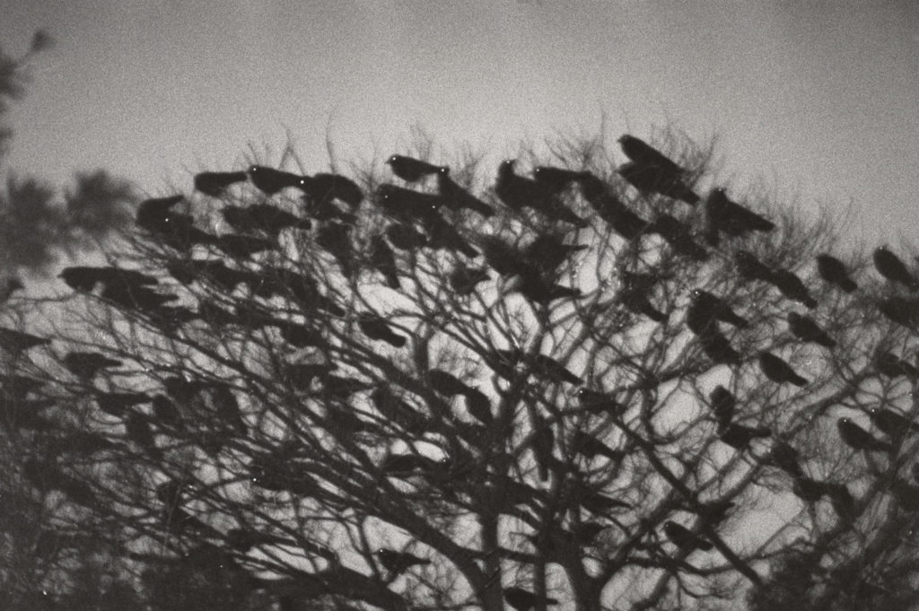 Phoenix Art Museum presents major exhibition of postwar Japanese avant-garde photography