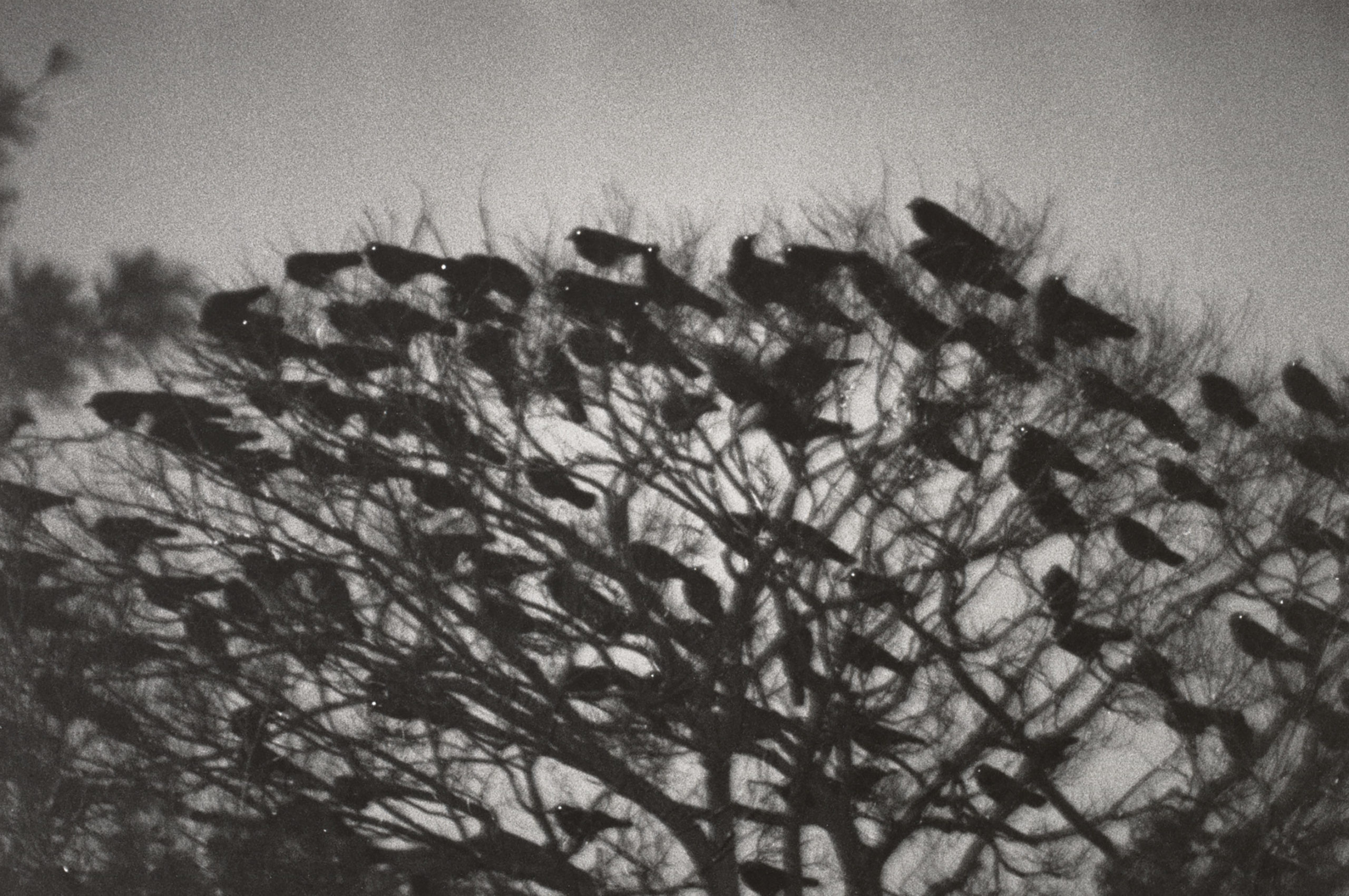 Masahisa Fukase, Ishikawamon, Kanazawa, 1977. Gelatin silver print. Center for Creative Photography, University of Arizona: Purchase, with matching funds from Hitachi America, Ltd. © Masahisa Fukase, courtesy Robert Mann Gallery.